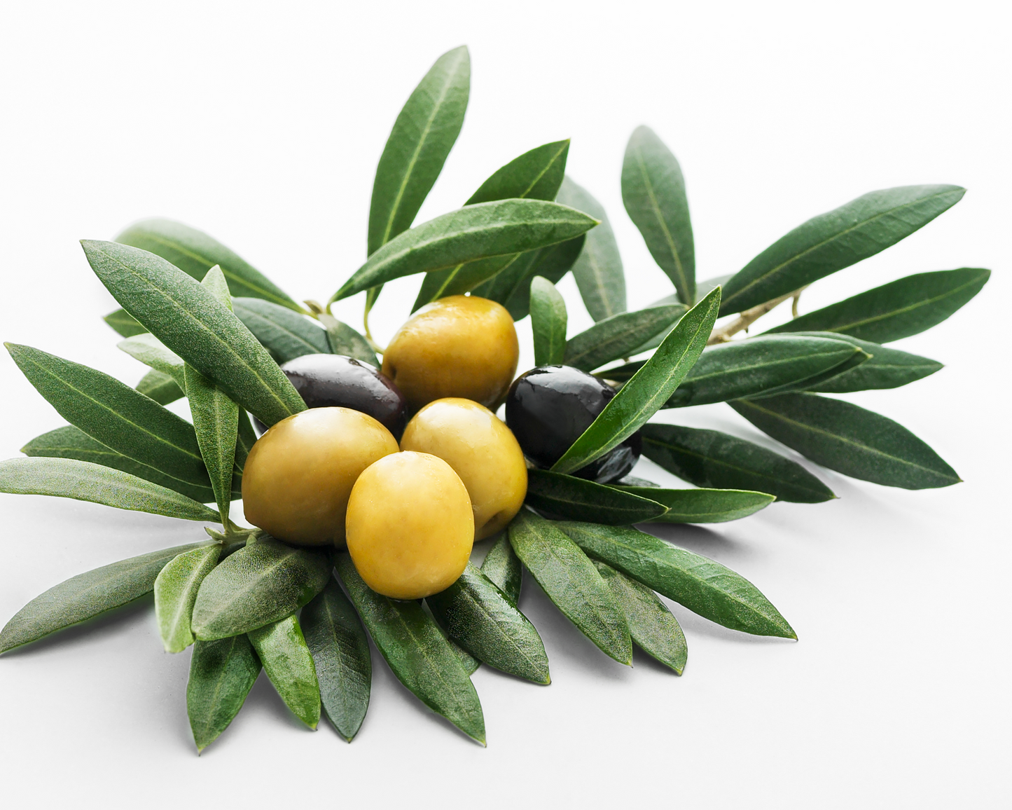 WHOLE ORGANIC OLIVE LEAF
