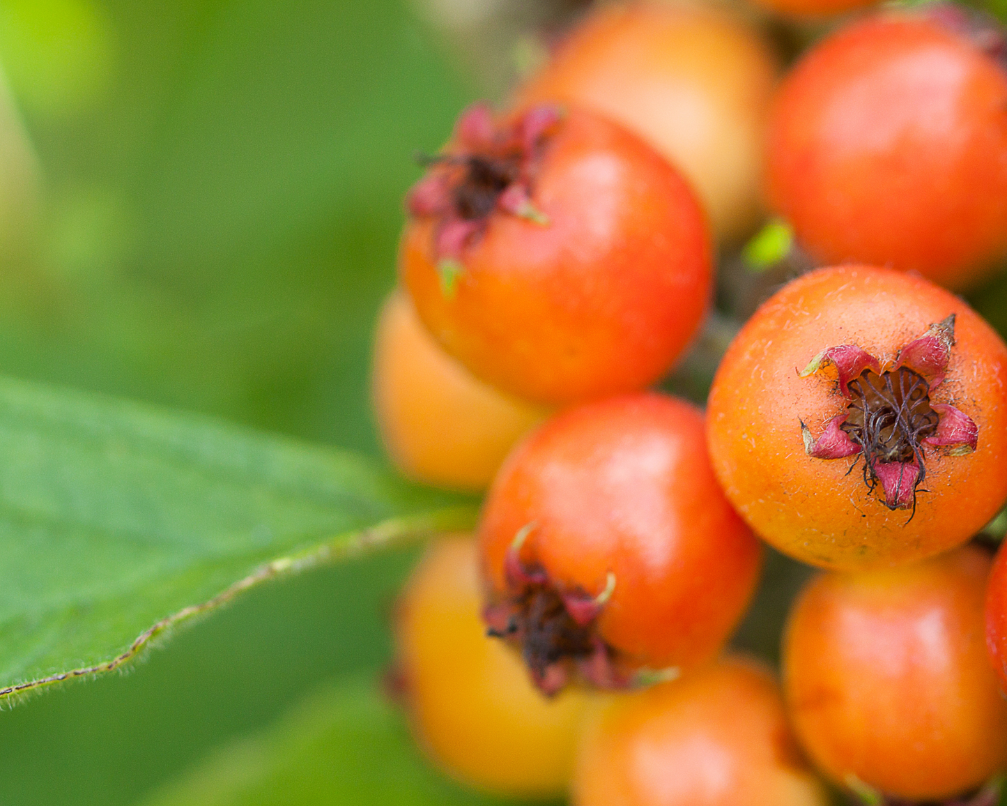 WHOLE ORGANIC HAWTHORN BERRIES