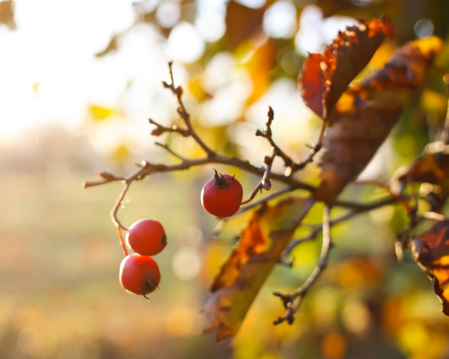 WHOLE ORGANIC HAWTHORN BERRIES