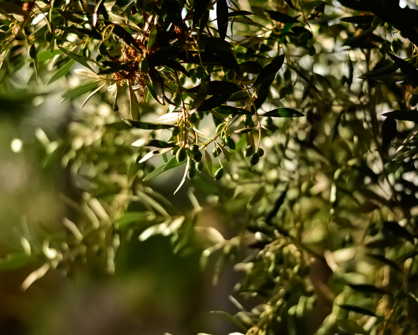 WHOLE ORGANIC OLIVE LEAF
