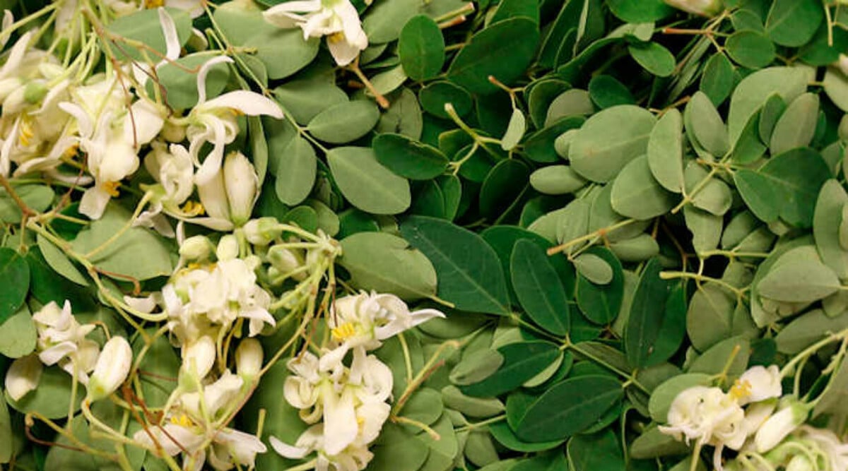 ORGANIC MORINGA