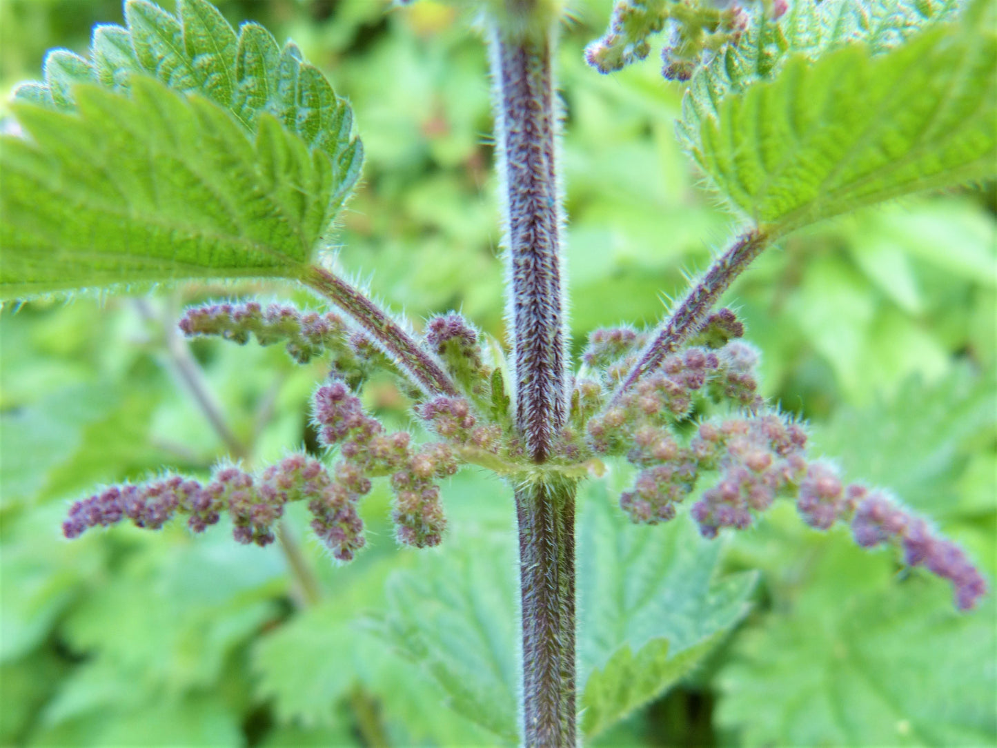 ORGANIC STINGING NETTLE LEAF
