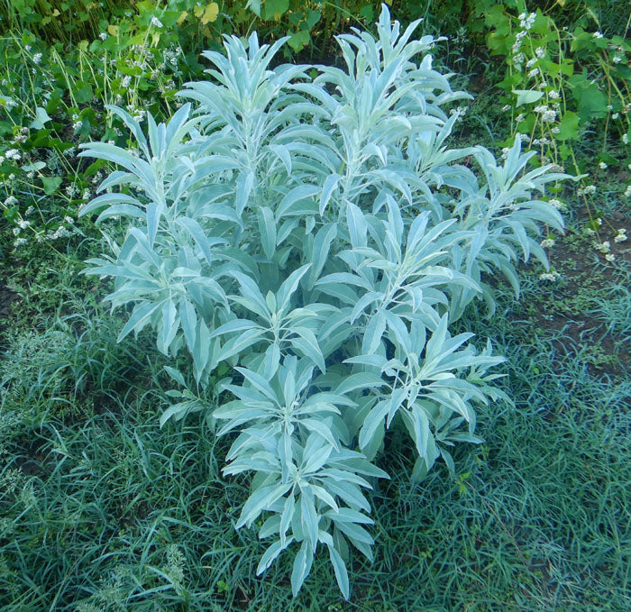 SAGE BUNDLES