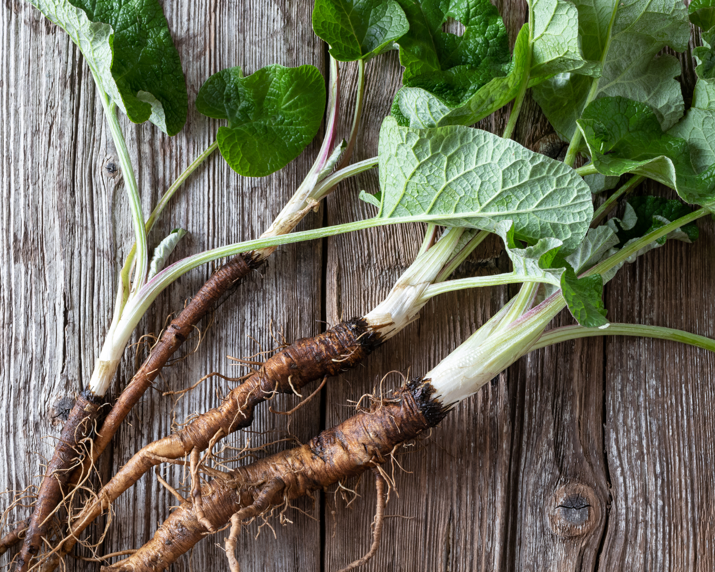 ORGANIC BURDOCK ROOT