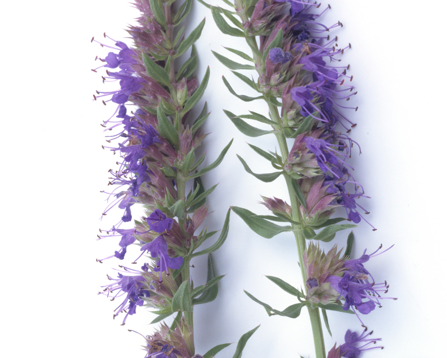 ORGANIC HYSSOP