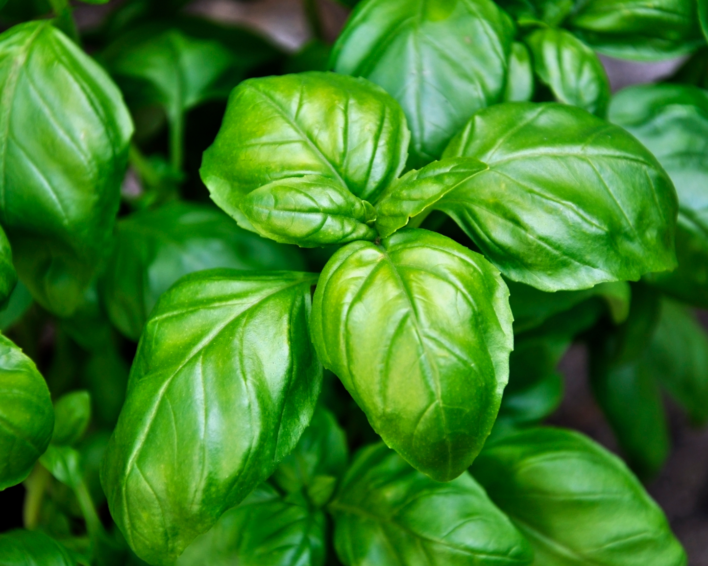 ORGANIC BASIL LEAF