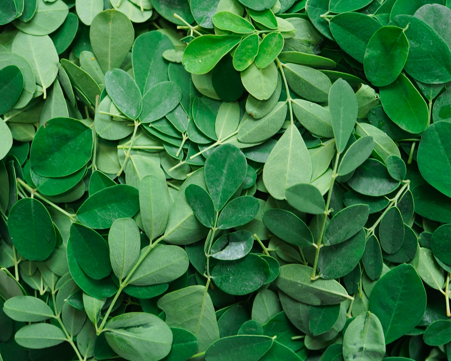 ORGANIC MORINGA