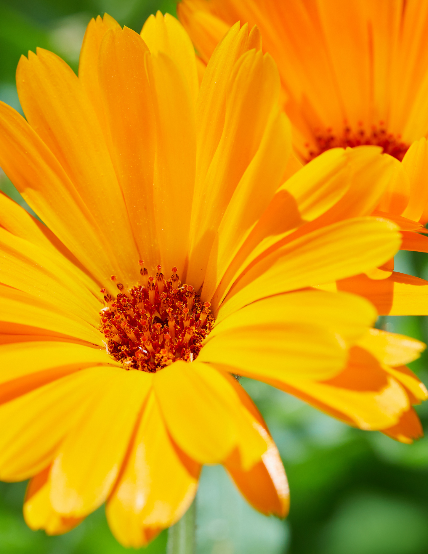 ORGANIC CALENDULA PETALS