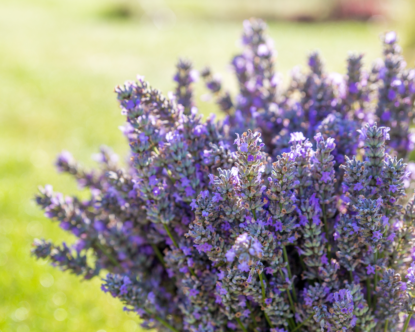 ORGANIC LAVENDAR