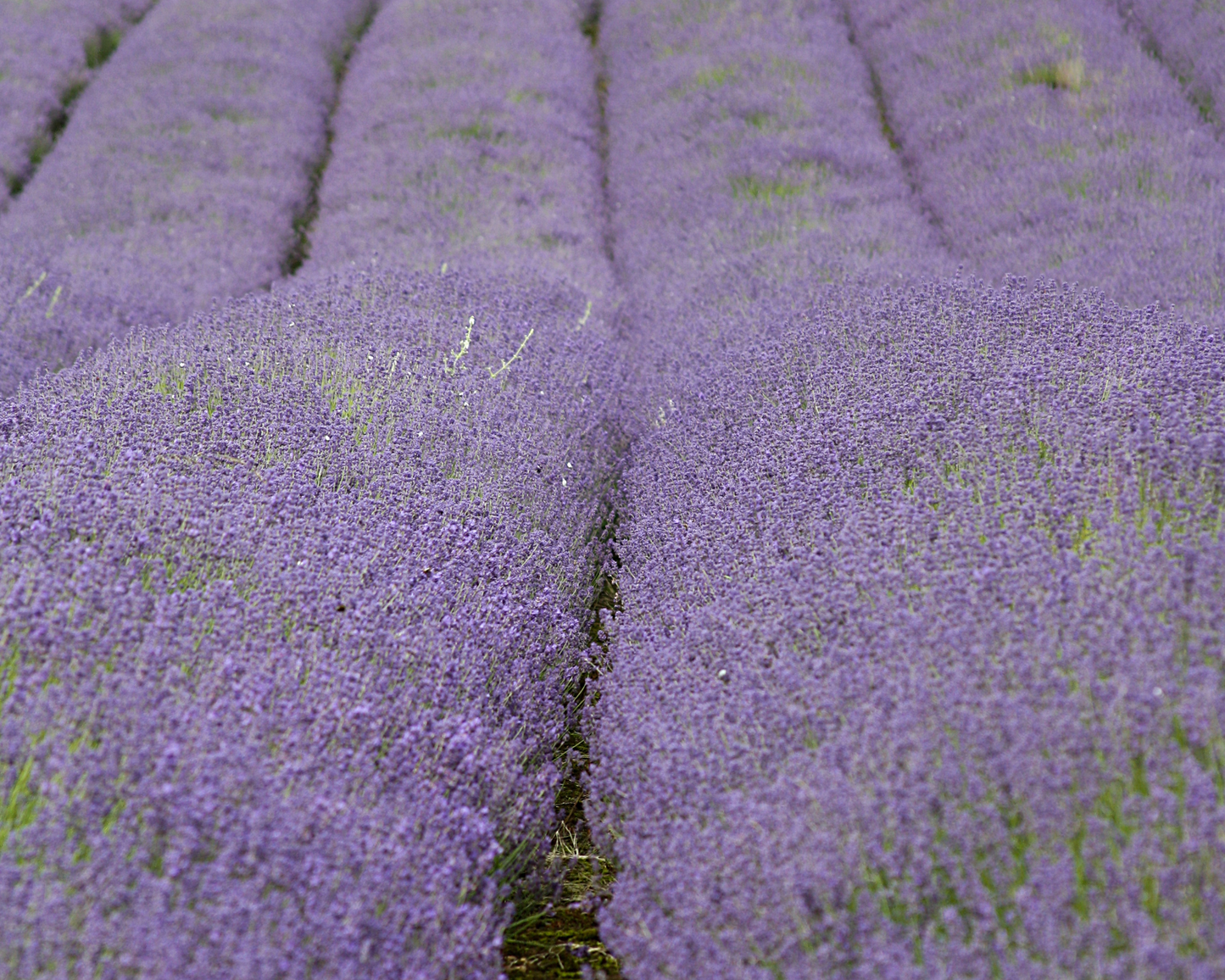 ORGANIC LAVENDAR