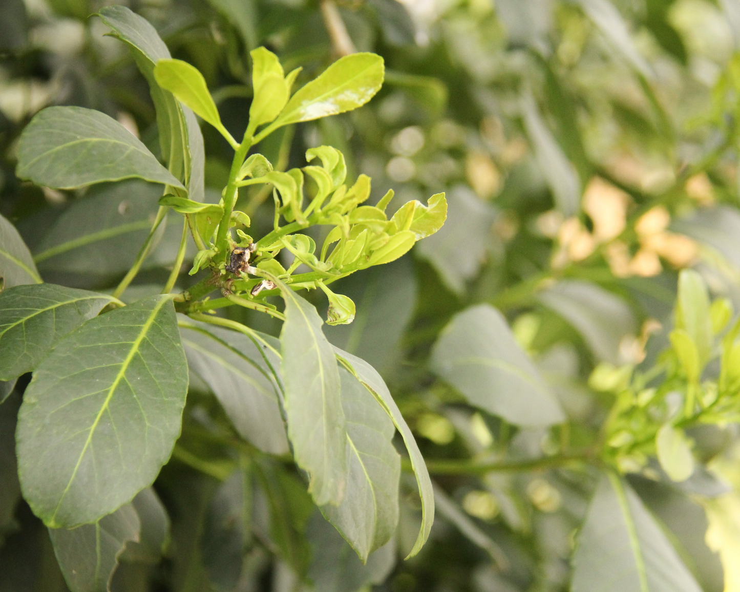 ORGANIC YERBA MATE