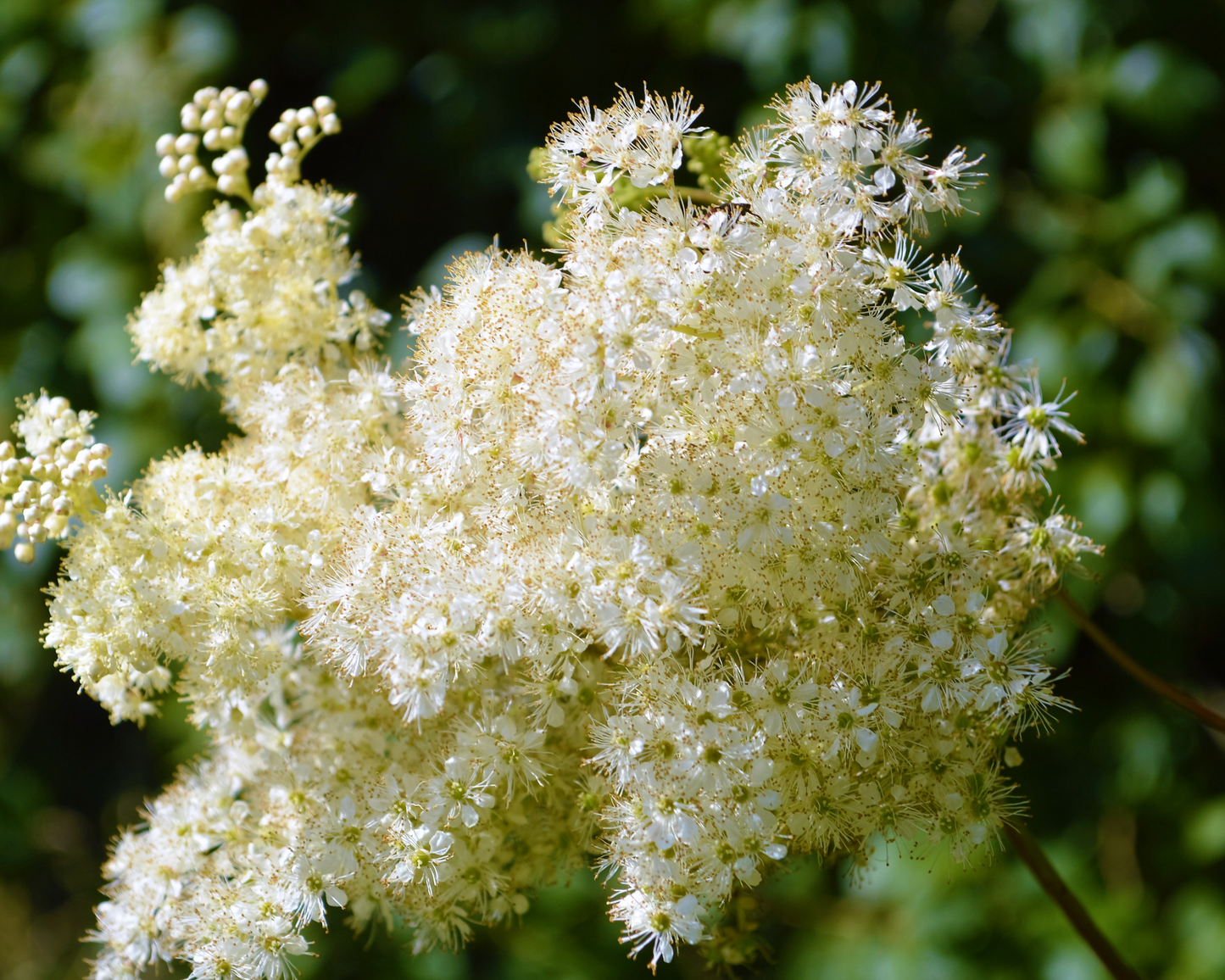 ORGANIC MEADOWSWEET