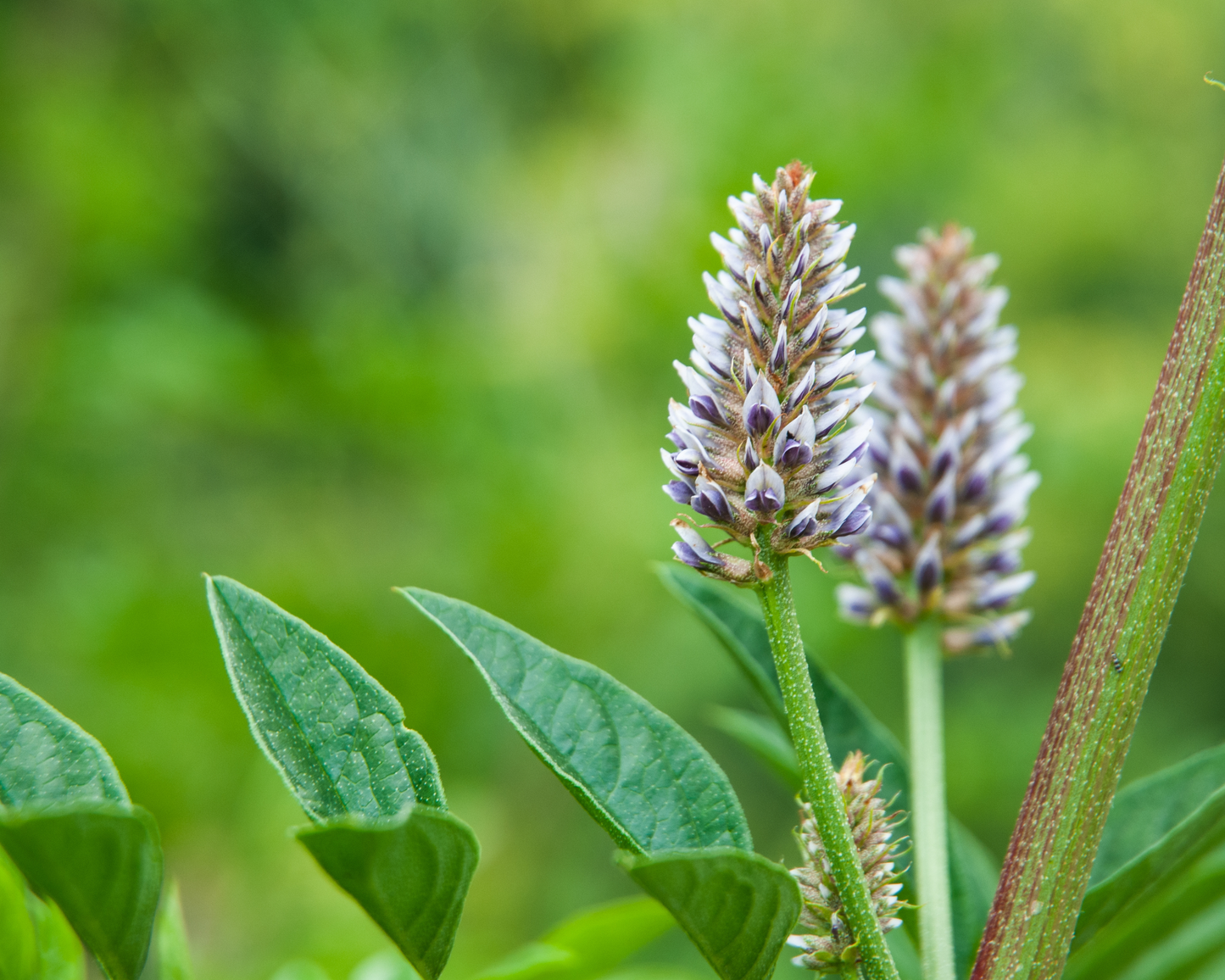 ORGANIC LICORICE ROOT