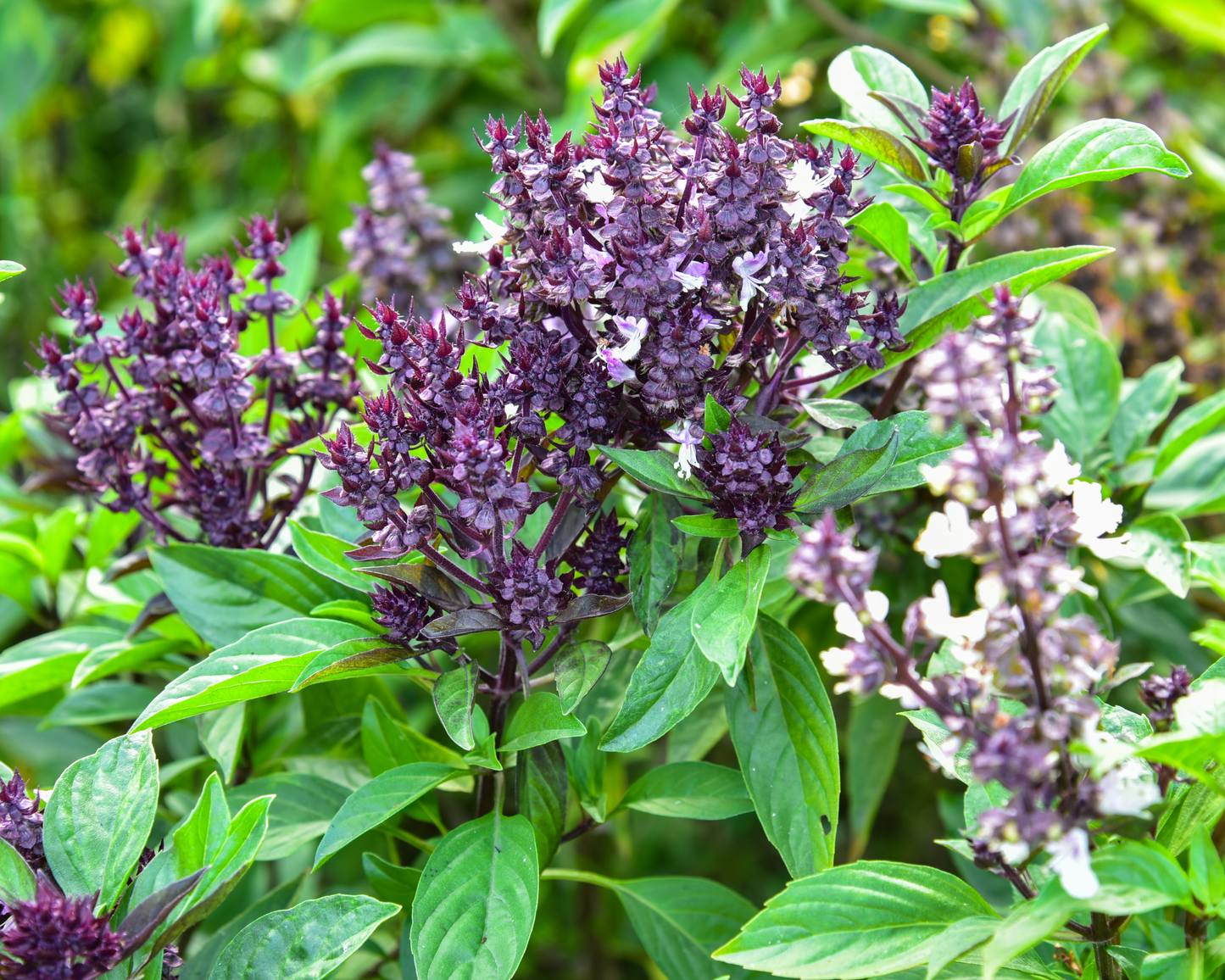 ORGANIC BASIL LEAF