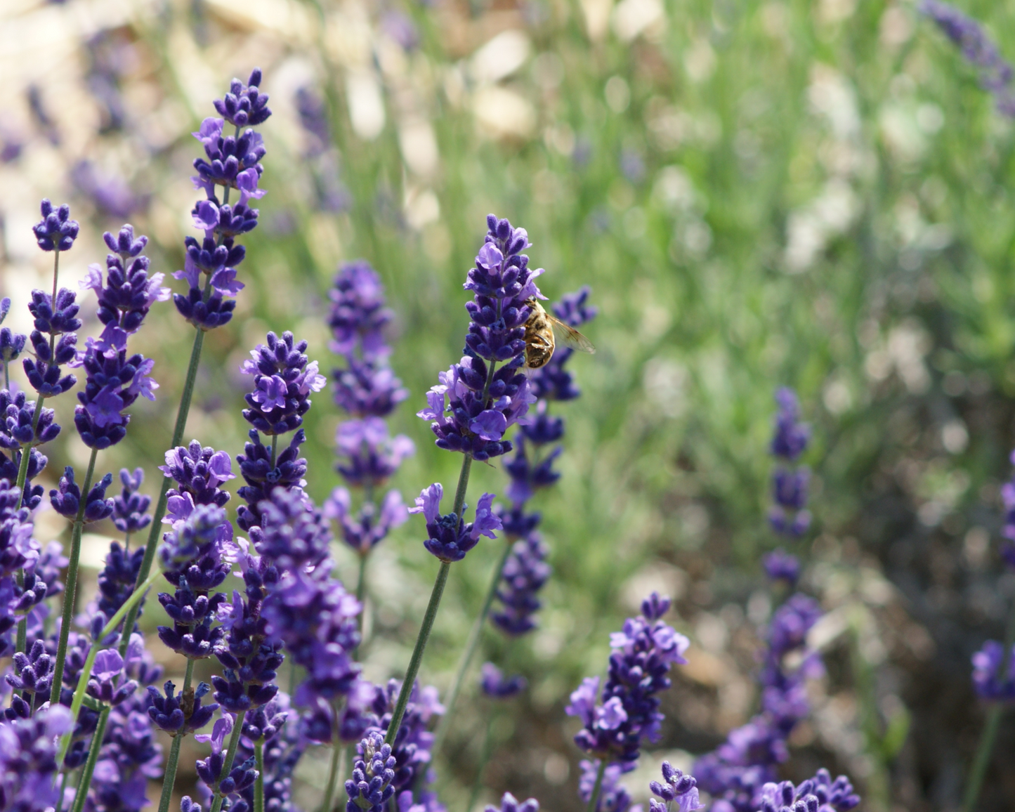 ORGANIC LAVENDAR