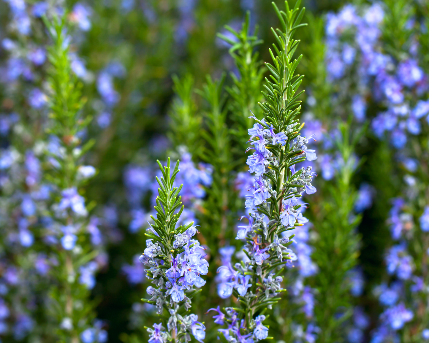 WHOLE ORGANIC ROSEMARY