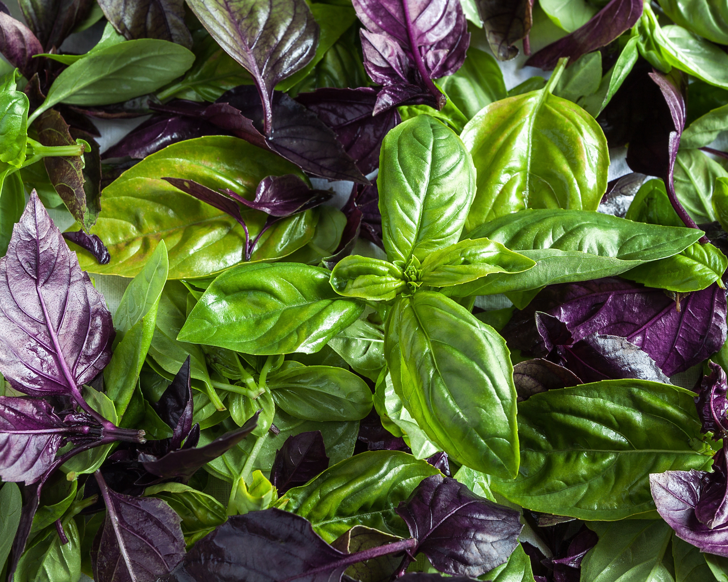 ORGANIC BASIL LEAF