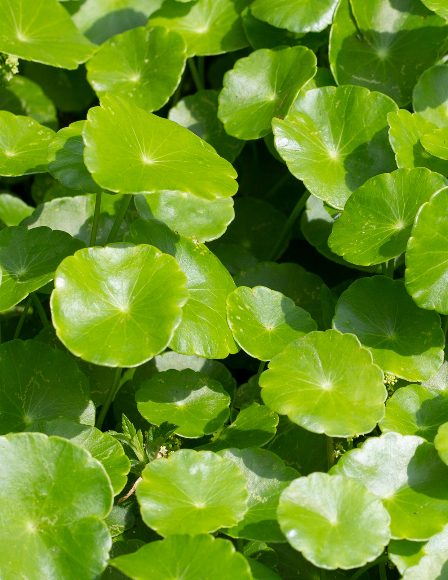 ORGANIC GOTU KOLA