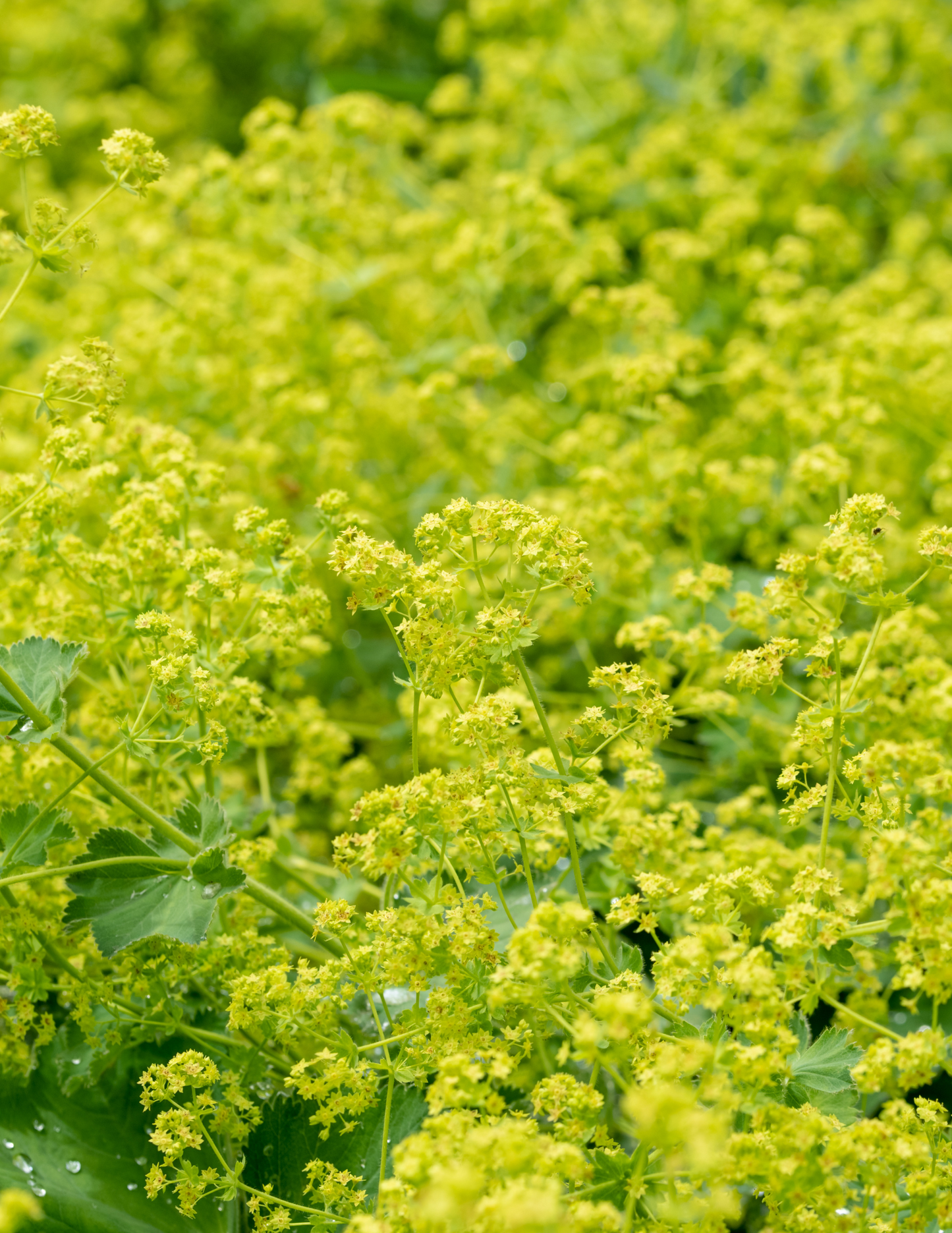 ORGANIC GOTU KOLA