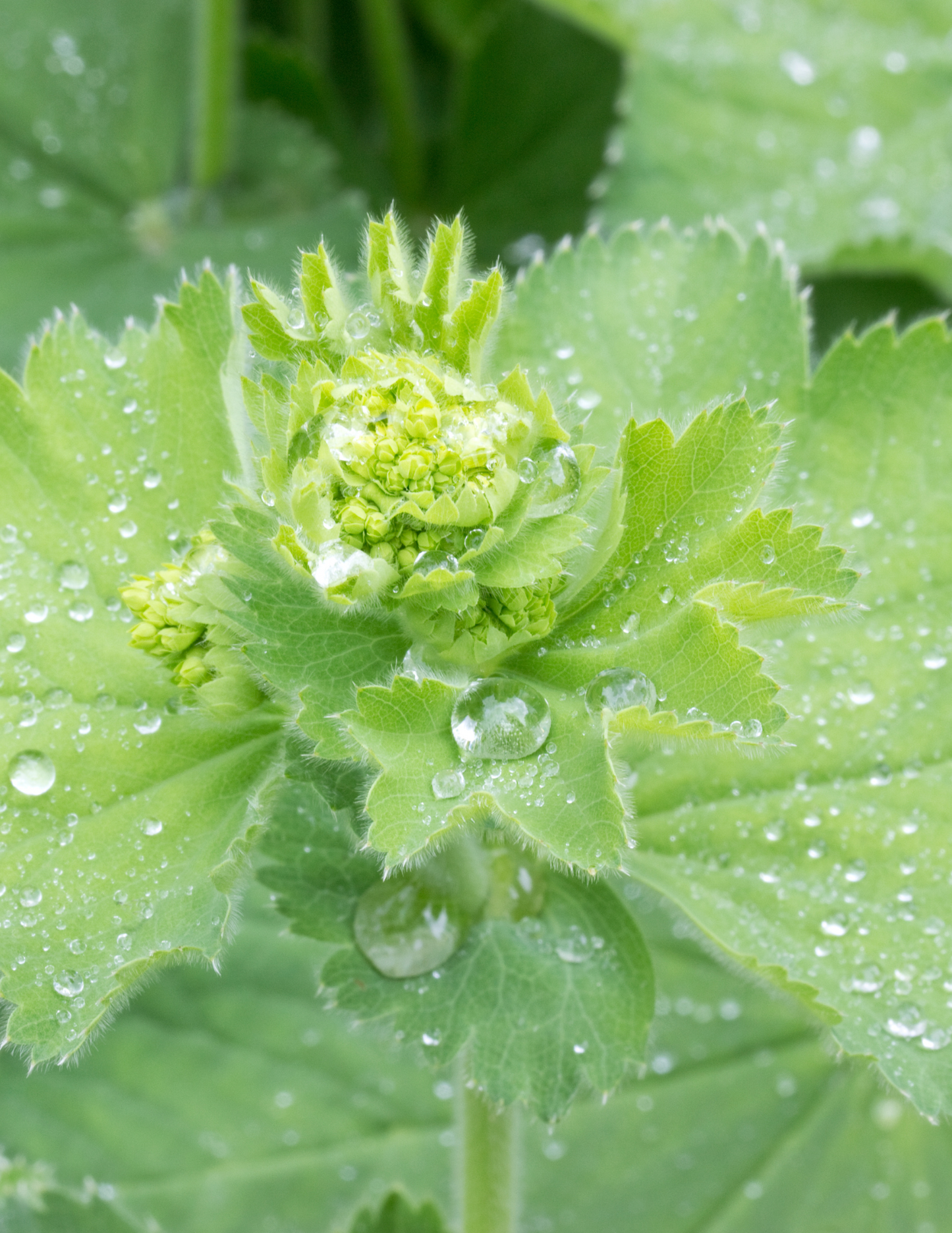 ORGANIC GOTU KOLA