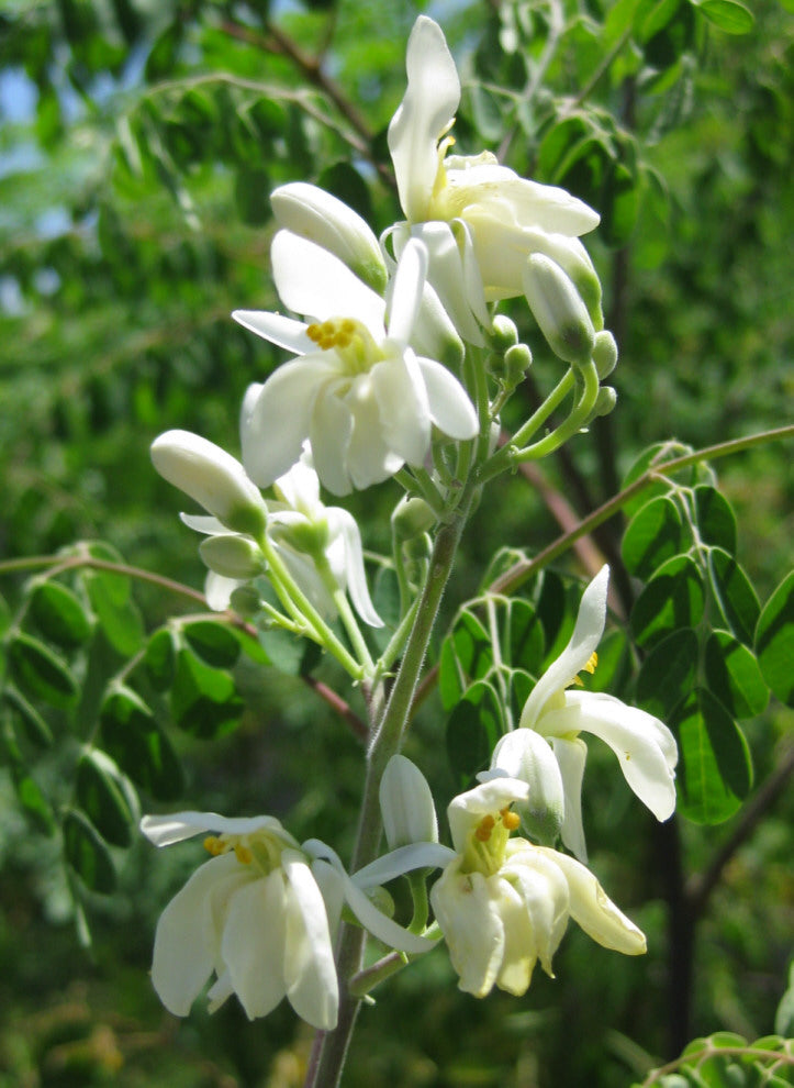 ORGANIC MORINGA