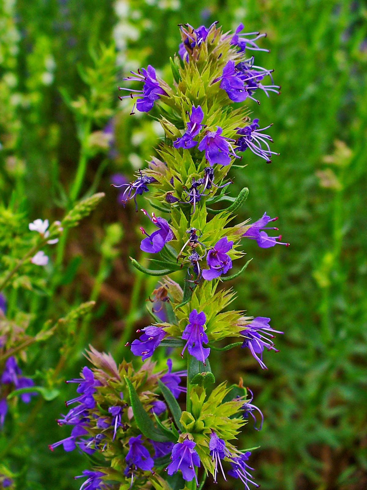 ORGANIC HYSSOP