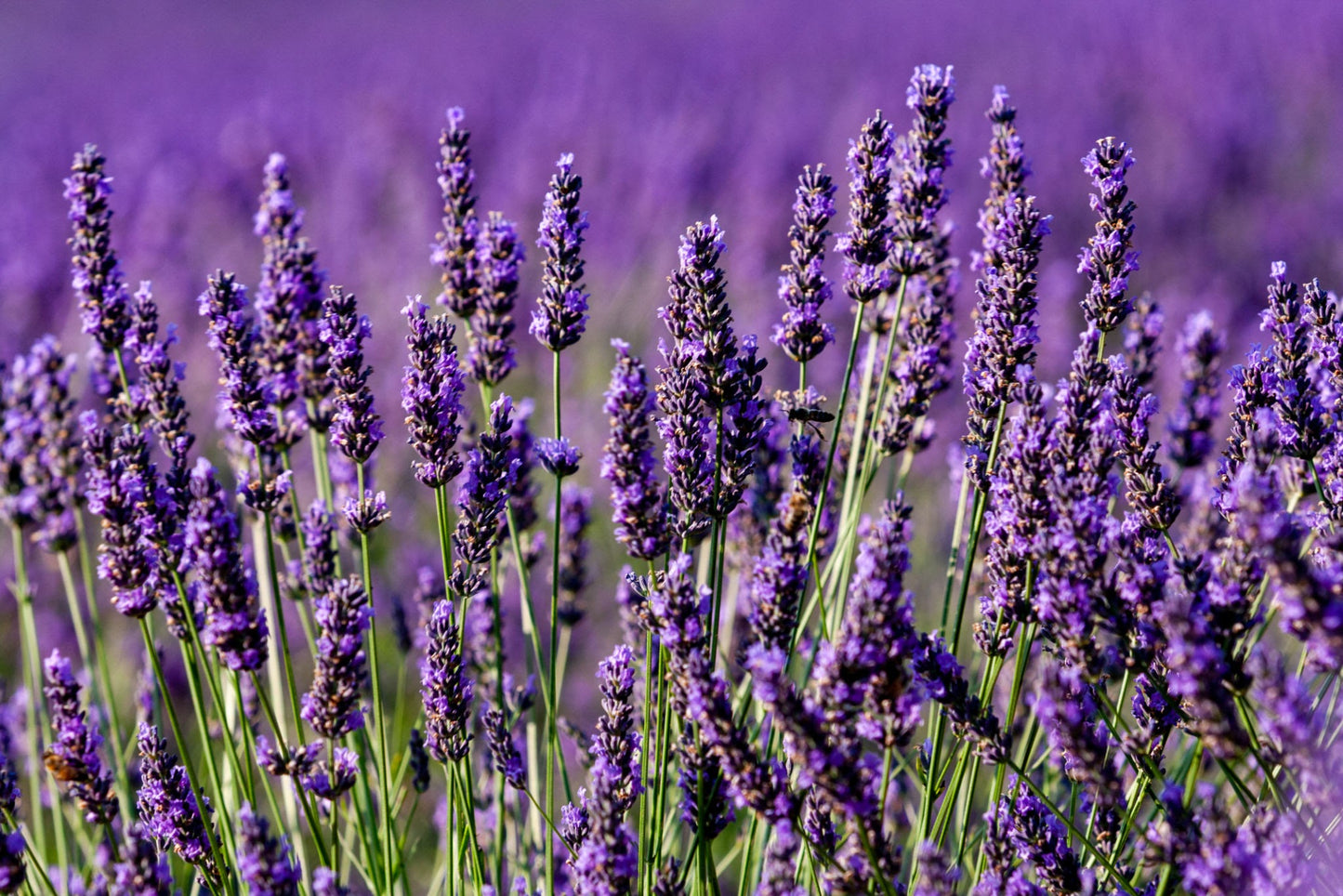 ORGANIC LAVENDAR