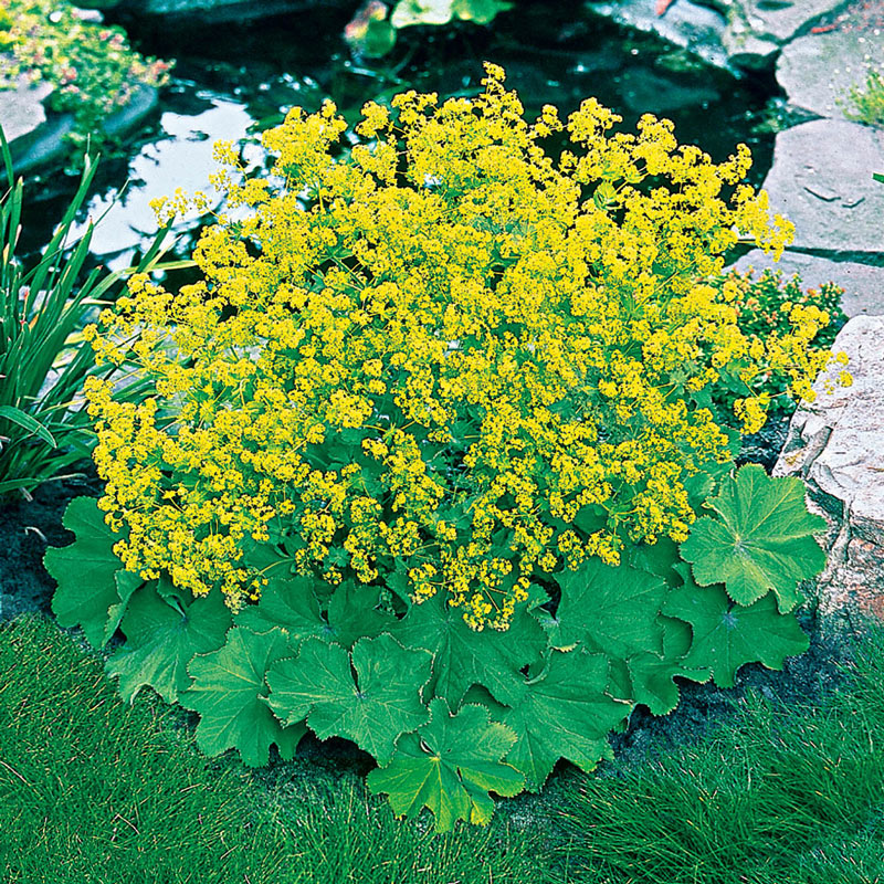 ORGANIC LADY'S MANTLE