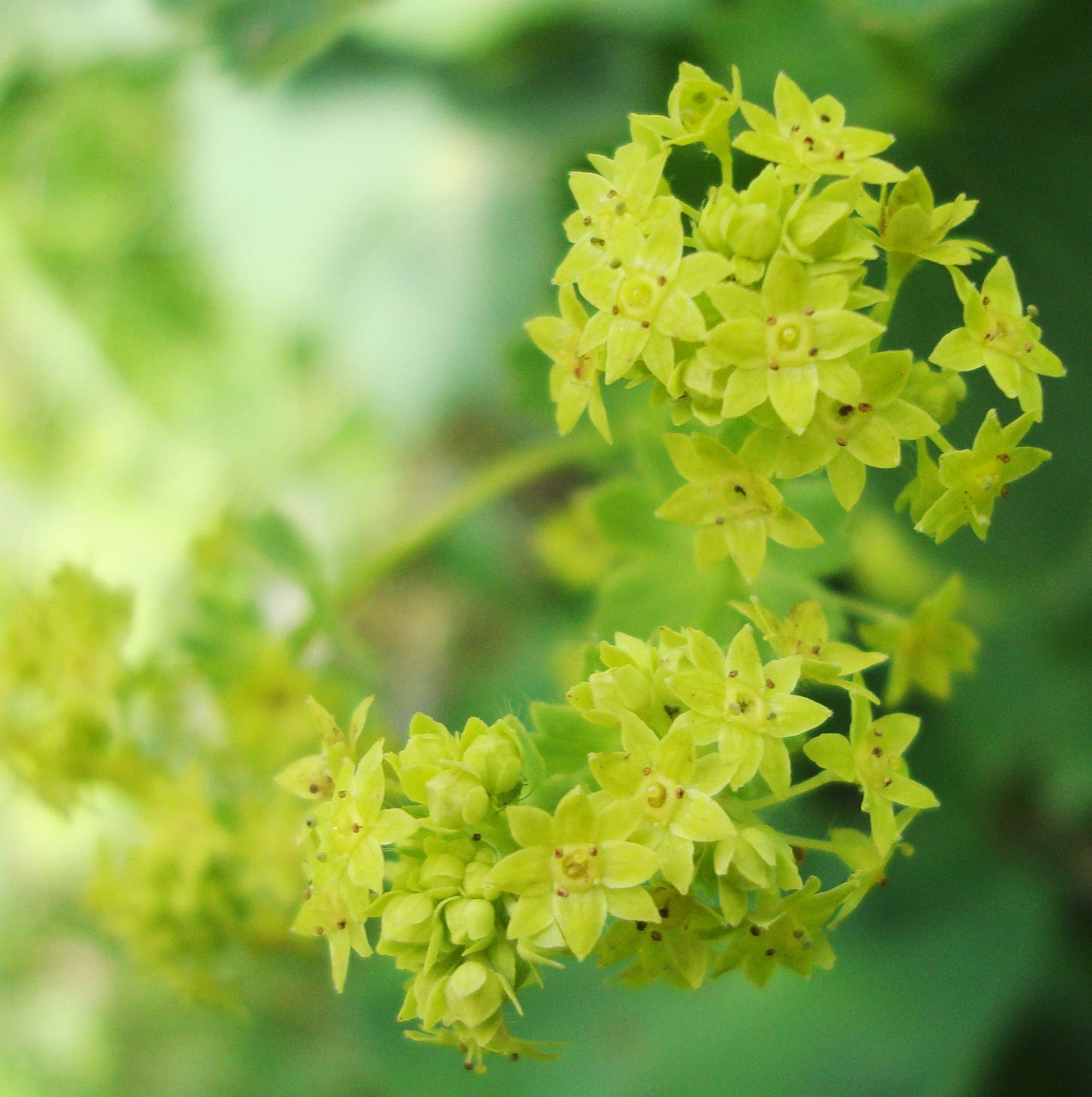 ORGANIC LADY'S MANTLE