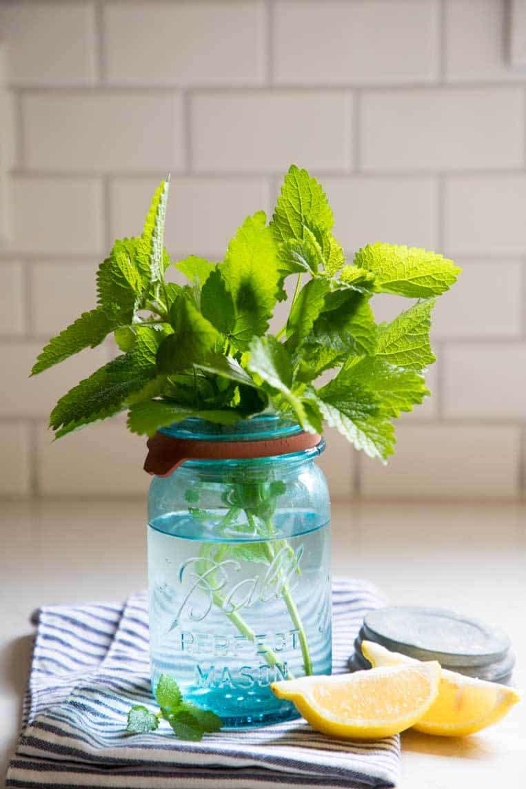 ORGANIC LEMON BALM