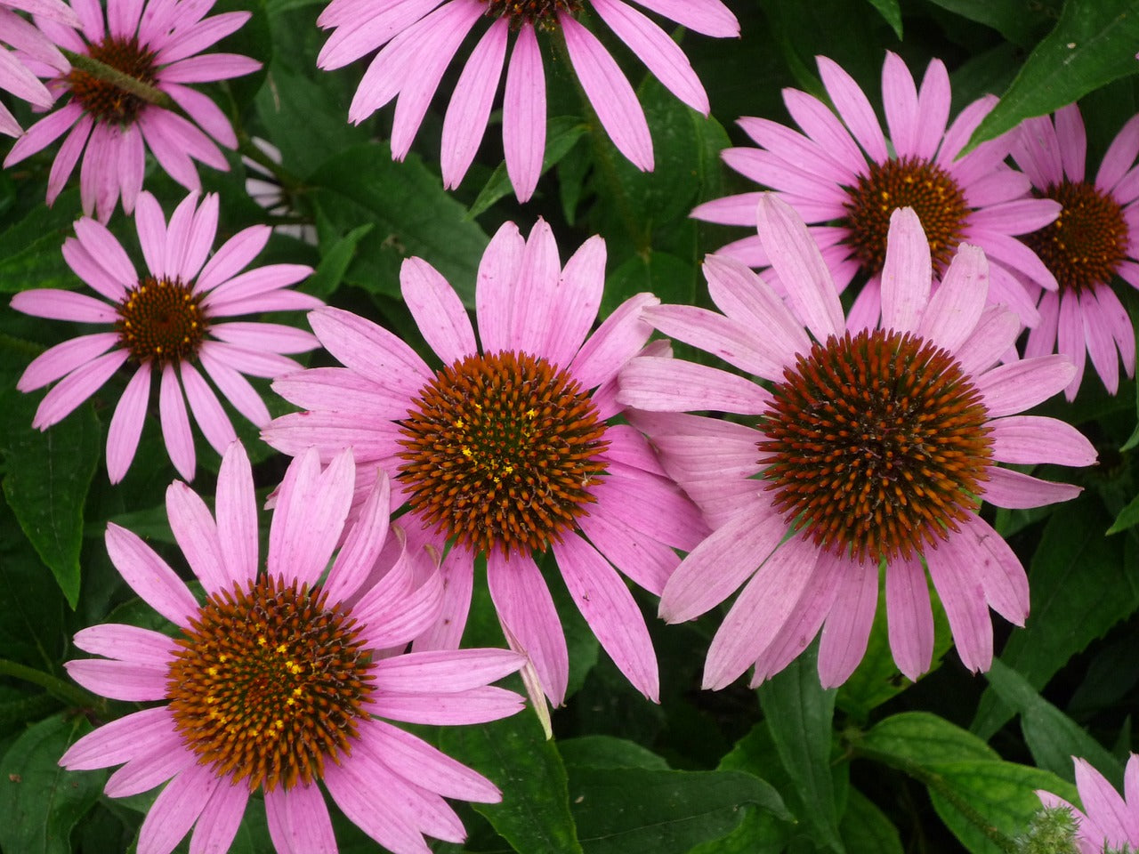 ORGANIC ECHINACEA