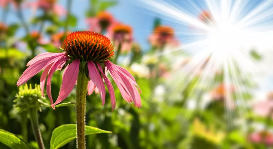 ORGANIC ECHINACEA