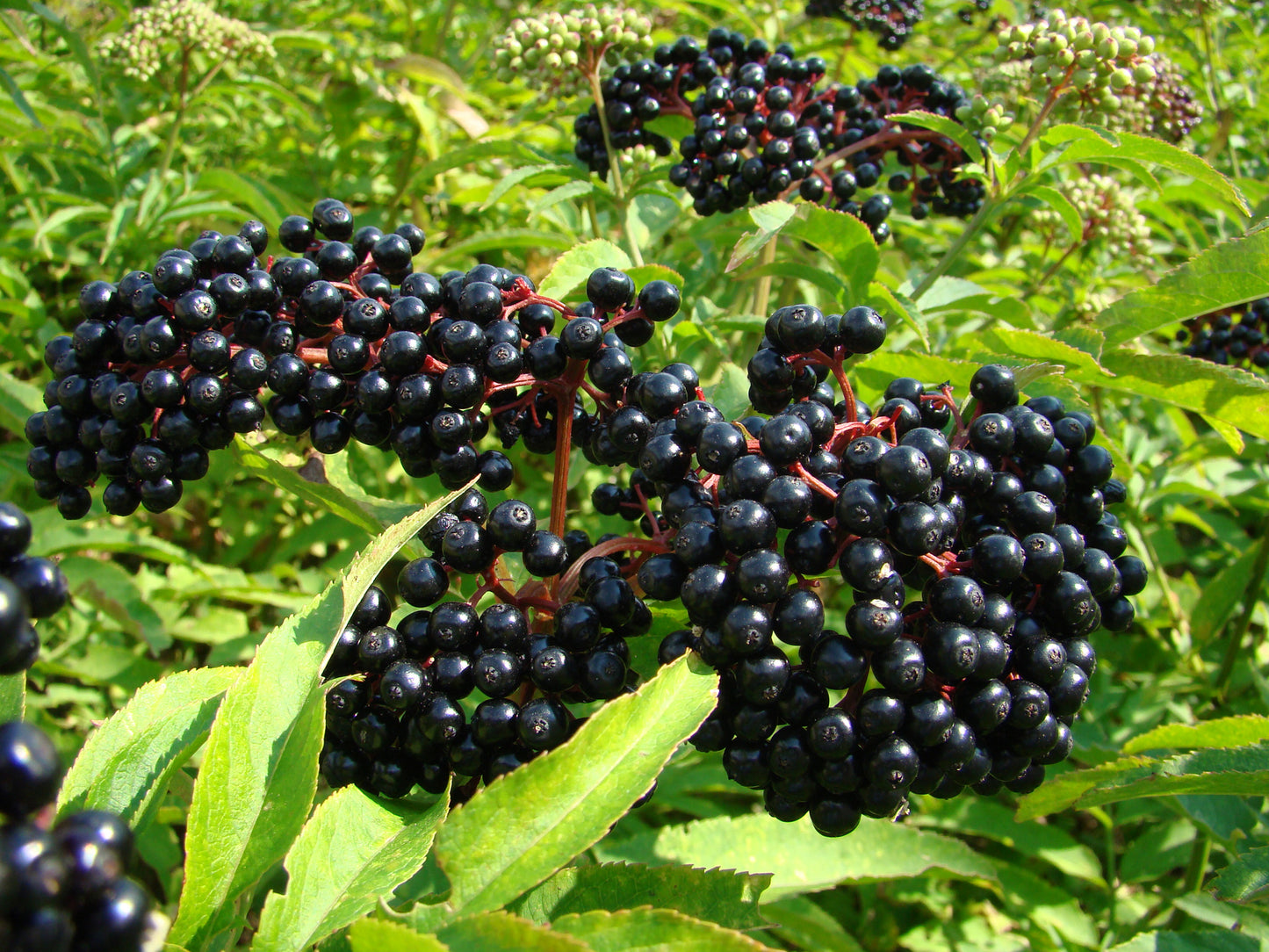 WHOLE ORGANIC ELDERBERRY