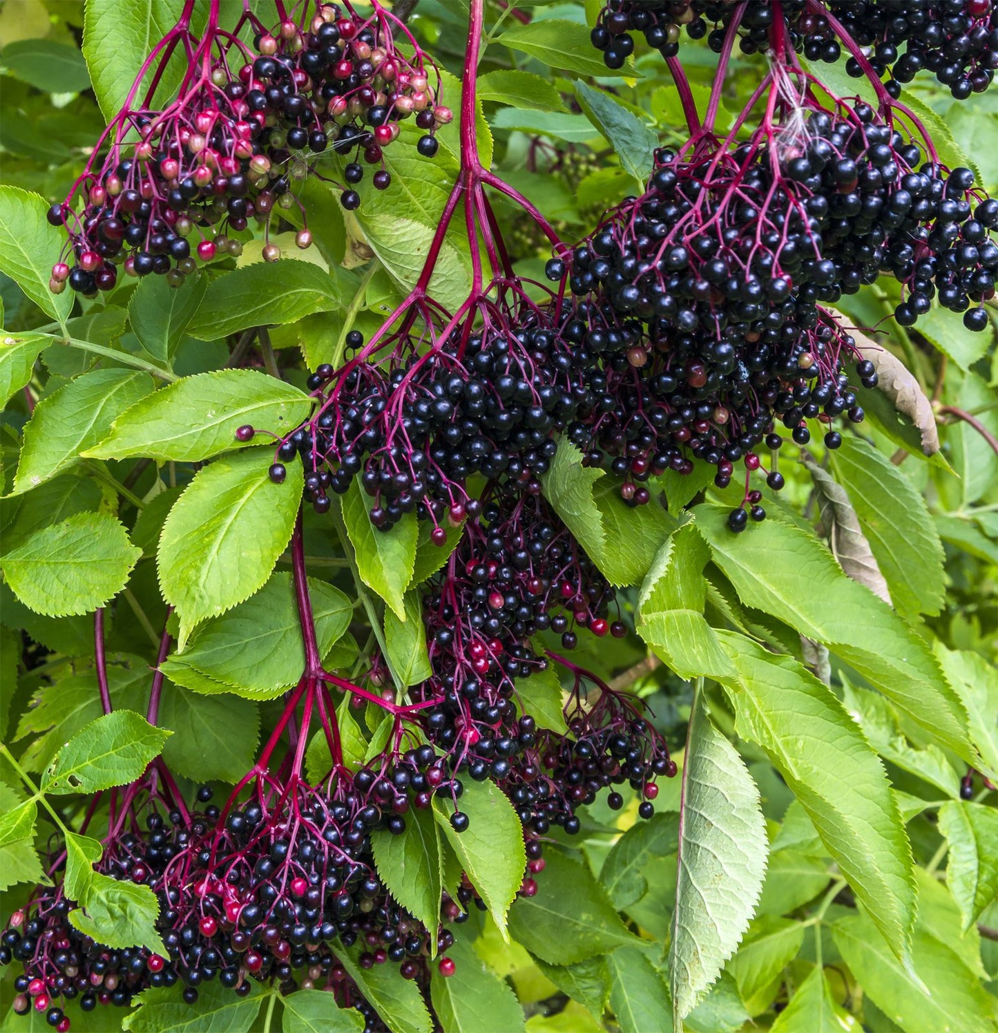 WHOLE ORGANIC ELDERBERRY