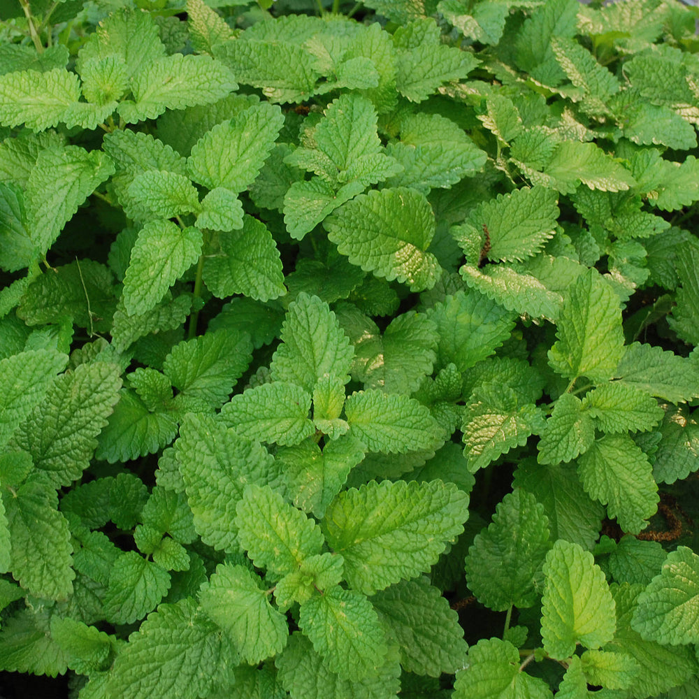 ORGANIC LEMON BALM