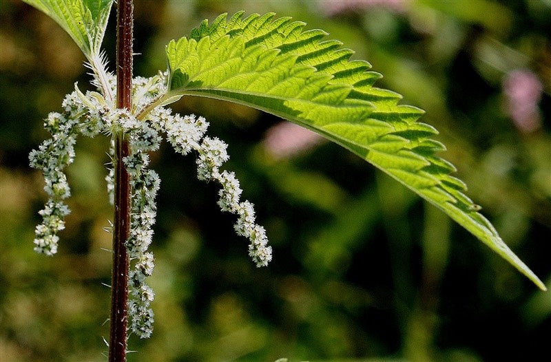 ORGANIC STINGING NETTLE LEAF